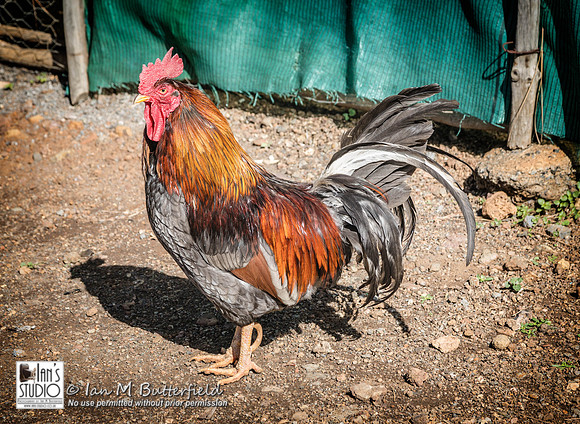 POTD Sat, 11 Jan 2014: Cockerel